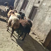 ۸رس میش ابستن داشتی|حیوانات مزرعه|خنداب, |دیوار