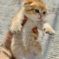 اسکاتیش بریتیش گلد ny12