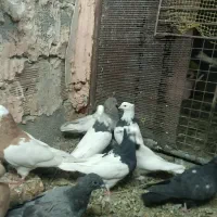 کبوتر سالم پرشی|پرنده|عجب شیر, |دیوار