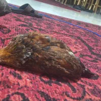 4ماهه