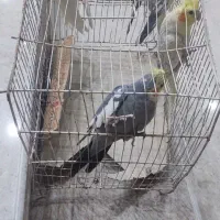 عروس هلندی
