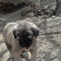 سگ ‌جگی‌ونگبانی‌آینده‌دار
