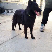 واگذاری سگ ژرمن بلک