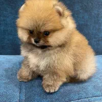 پامر خرسی|سگ|اصفهان, صدف|دیوار