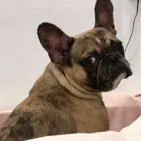 فرنچ بولداگ نر