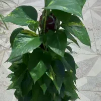 گل وگیاه|گل و گیاه طبیعی|یزد, |دیوار