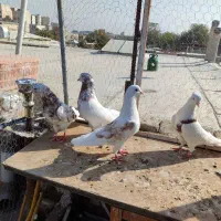 ۷ تا کفتر دونسته سرور شازده ..اسطوره.. به شرط همچی|پرنده|محمدشهر, شهرک چمران|دیوار