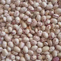 لوبیا نو|عمده‌فروشی|جهرم, |دیوار