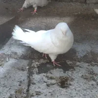 کبوتر سفید بسیار بسیار کشیده|پرنده|دهلران, |دیوار