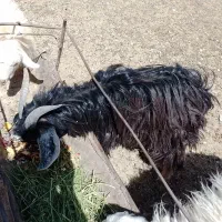 بزغاله نر فروشی