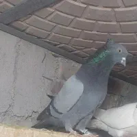 فروش کبوتر|پرنده|نقده, |دیوار