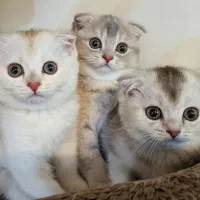 بچه گربه اسکاتیش اصیل