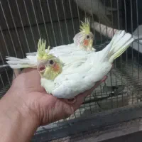 عروس هلندی و قفس و لونه