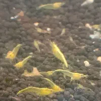 می گو زرد و قرمز|ماهی|کرمانشاه, |دیوار