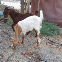 چهارتا باهم رودان برنطین