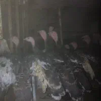 بوقلمون برنز (۶ ماهه نر)