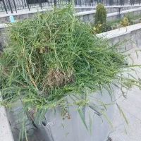فروش الوفه تازه
