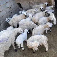 میش بره و میش آبستن|حیوانات مزرعه|نرماشیر, |دیوار