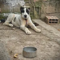 توله آلابای