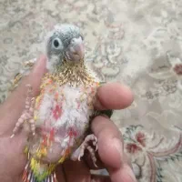 جوجه گرینچیک اناناسی