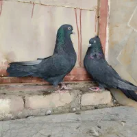 فروش یک جفت کبوتر پر پر