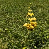 خربزه|خوردنی و آشامیدنی|زنجانرود, |دیوار