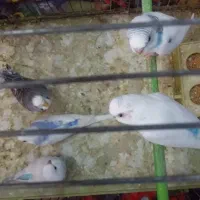 عروس هلندی مرغ عشق فنج سهره نرماده گلبسر|پرنده|همدان, |دیوار