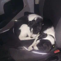 سگ جفت نرو ماده سایز خیلی کوچولو