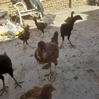 تعدادی جوجه لاری و طاقچه موجود|حیوانات مزرعه|تربتحیدریه, بالا ولایت|دیوار