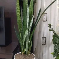 گل های آپارتمانی