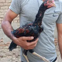 چهار عدد جوجه خروس لاری