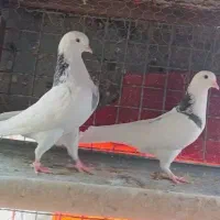 کفتر ابلغ تیکه پاره