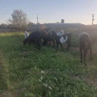 بز وکره پاکستانی