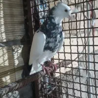 کفتر گرفتنی