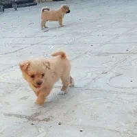 سگ پاپی