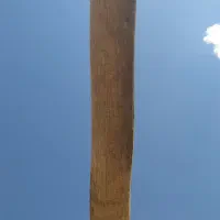 چوب لنگری قره اغاج|گل و گیاه طبیعی|سراب, |دیوار