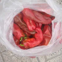 فلفل کیژلر