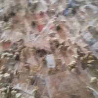 جوجه بلدرچین