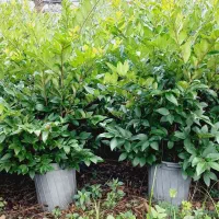 یاس هلندی آماده فروش|گل و گیاه طبیعی|چابکسر, |دیوار