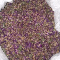 گل محمدی خوش عطر و ارگانیک|گل و گیاه طبیعی|قم, انسجام|دیوار