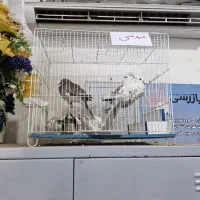 کبوتر