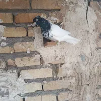 کبوتر|پرنده|اسفرورین, |دیوار