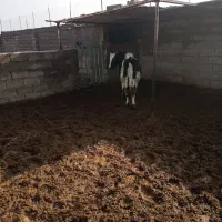 تلیسه|حیوانات مزرعه|گناباد, |دیوار