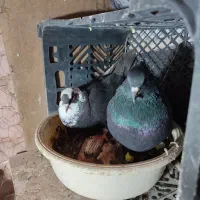 یک جفت کبوتر|پرنده|سبزوار, جوادیه غربی|دیوار