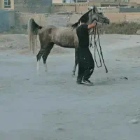 اسب مادیان