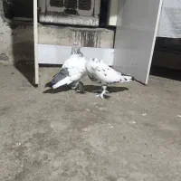 کبوتر جفت نر