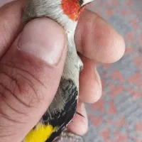 سهره گل قلف مال منطقه گوغر بافت