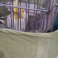 عروس هلندی نروماده معاوضه قلیون برنجی|پرنده|فشاپویه, |دیوار