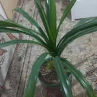 گل فروشی|گل و گیاه طبیعی|محمدیه-قزوین, |دیوار