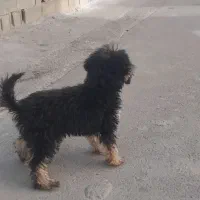 سگ خانگی|سگ|تهران, شهران شمالی|دیوار